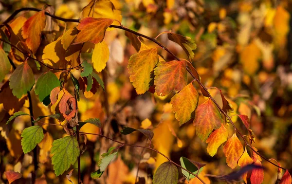 Autumn bright colors. Closeup of autumn leaves. Selective soft focus. Fall Bokeh.