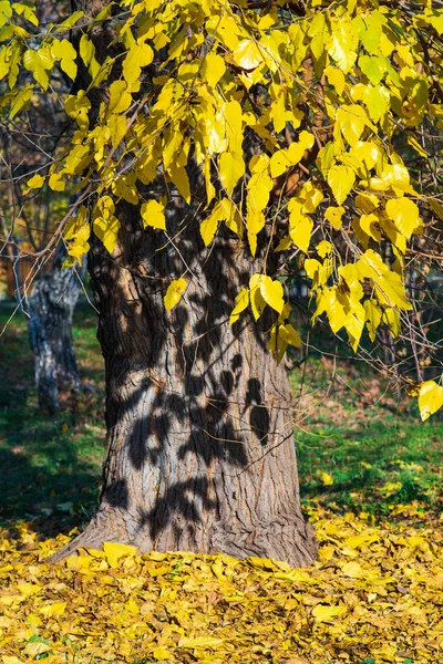 Fall Autumn Concept Old Tree Yellow Leaves Lit Sun — Stock Photo, Image