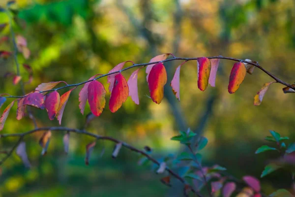 Herbst Leuchtende Farben Nahaufnahme Von Herbstblättern Selektiver Weicher Fokus Herbst — Stockfoto