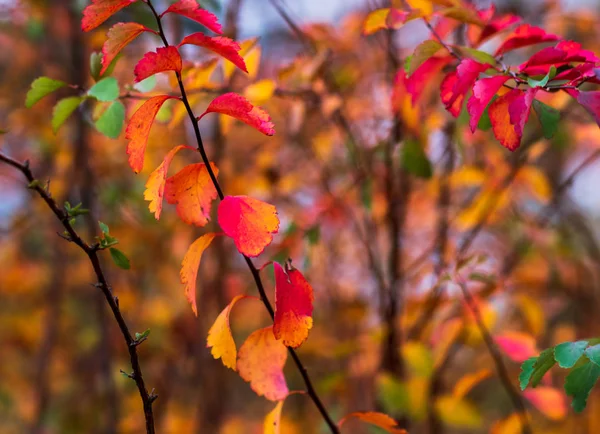 Herbst Leuchtende Farben Nahaufnahme Von Herbstblättern Selektiver Weicher Fokus Herbst — Stockfoto