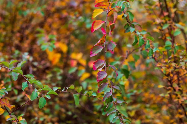 Herfst Felle Kleuren Close Van Herfstbladeren Selectieve Softfocus Val Bokeh — Stockfoto