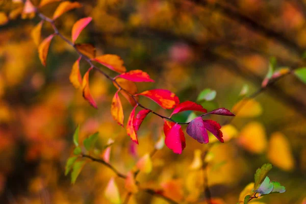 Autumn Bright Colors Closeup Autumn Leaves Selective Soft Focus Fall — Stock Photo, Image