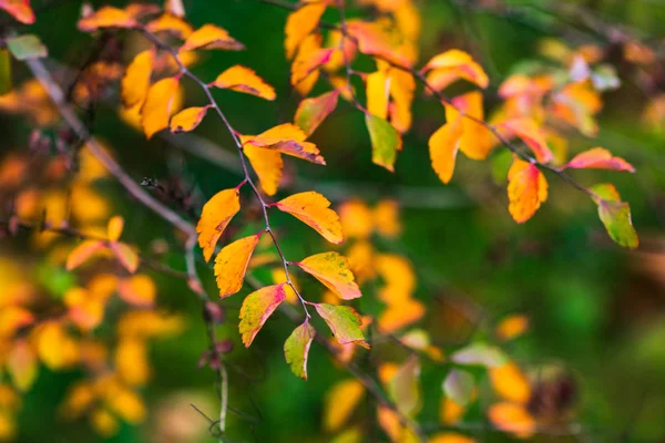 Autumn bright colors. Closeup of autumn leaves. Selective soft focus. Fall Bokeh.