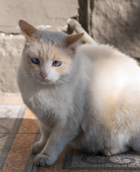 The white street cat with blue squint eyes