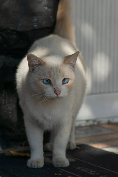 Witte Straat Kat Met Blauwe Turen Ogen — Stockfoto