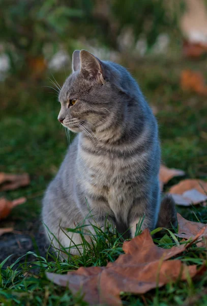 Πορτρέτο Του Γκρι Γάτα Πράσινα Μάτια Στο Πάρκο Φθινόπωρο — Φωτογραφία Αρχείου