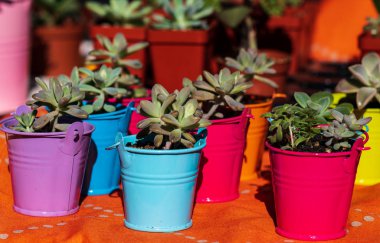 süs succulents çok renkli tencere. succulents geniş yelpazesi