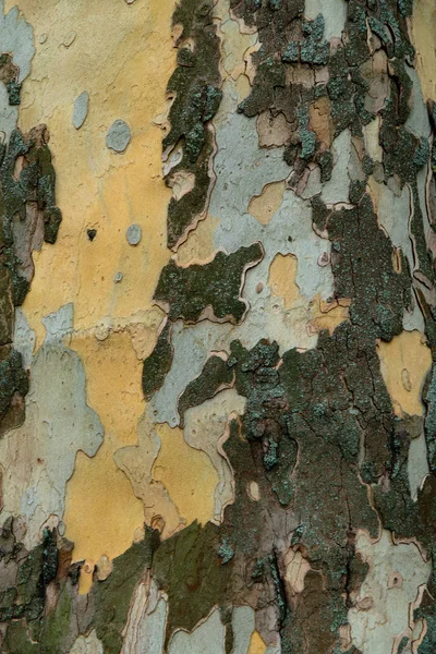 Closeup of tree bark - natural camouflage coloring khaki.  ideas from nature to create a military camouflage