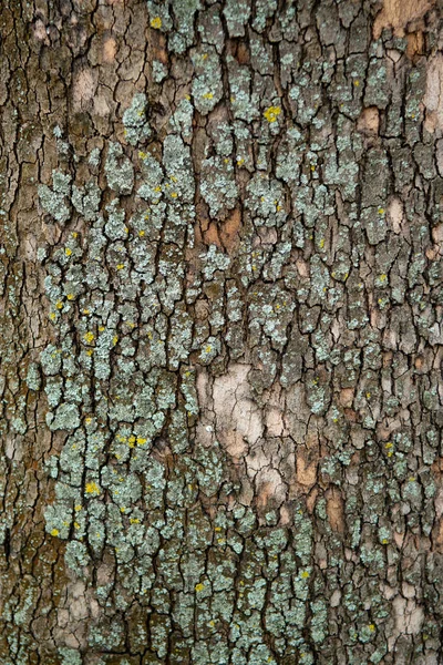 Velha Árvore Rachado Casca Fundo Textura — Fotografia de Stock
