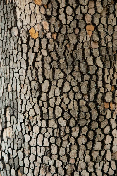 Velha Árvore Casca Fundo Textura — Fotografia de Stock