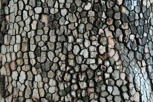 Alte Baumrinde Hintergrund Oder Textur — Stockfoto