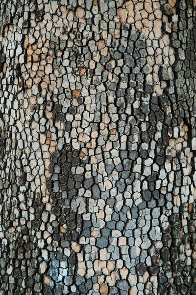Старый Кора Дерева Фон Текстура — стоковое фото