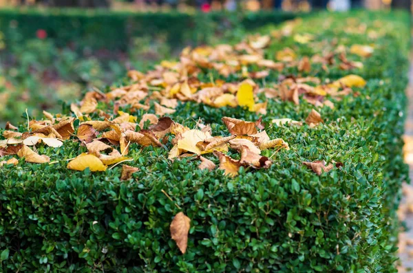 Yellow Autumn Leaves Lie Green Hedge Boxwood Selective Focus Signs — Stock Photo, Image
