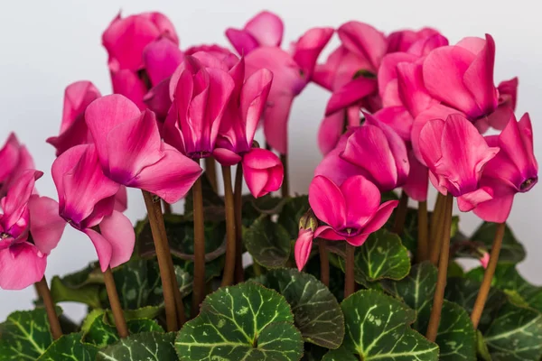 Gran Ciclamen Flor Con Flores Rosadas Sobre Fondo Blanco — Foto de Stock