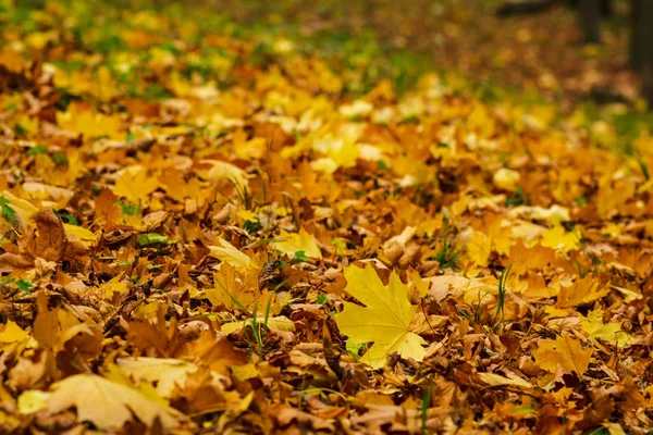 Closeup Yellow Autumn Leaves Covers Ground Autumn Day Low Point — Stock Photo, Image