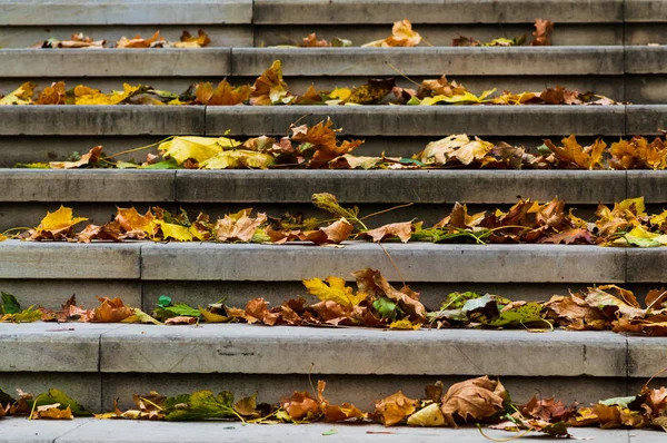 Autumn Leaves Lie Steps — Stock Photo, Image