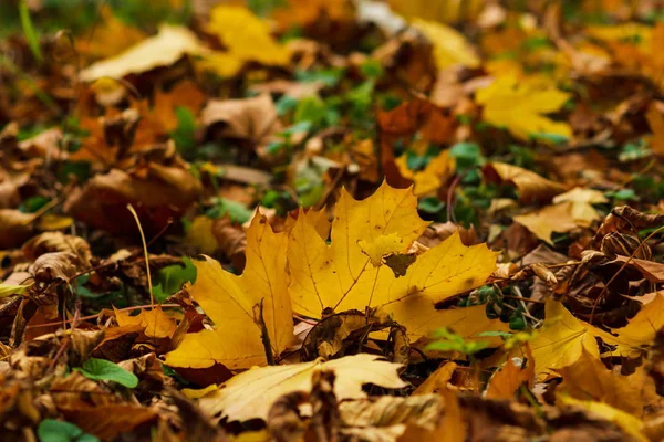 Closeup Yellow Autumn Leaves Covers Ground Autumn Day Low Point Stock Photo