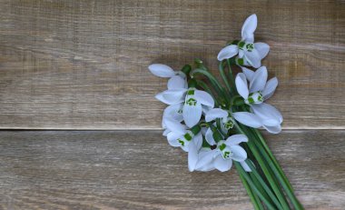 Buket kahverengi ahşap zemin üzerinde beyaz kardelen çiçek kapatın. bahar geliyor. metin için yer.