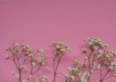 gül arka plan üzerinde üstten görünüm Gypsophila paniculata küçük beyaz narin çiçek. tatlı gül. çocuklar. metin için yer.