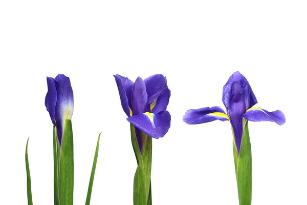 Голубые Цветы Радужной Оболочки Выделенные Белом Фоне Три Стадии Цветка — стоковое фото