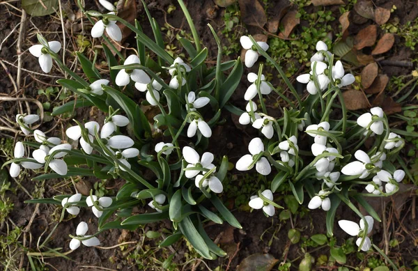 White Snowdrops Top View Spring Coming — Stock Photo, Image