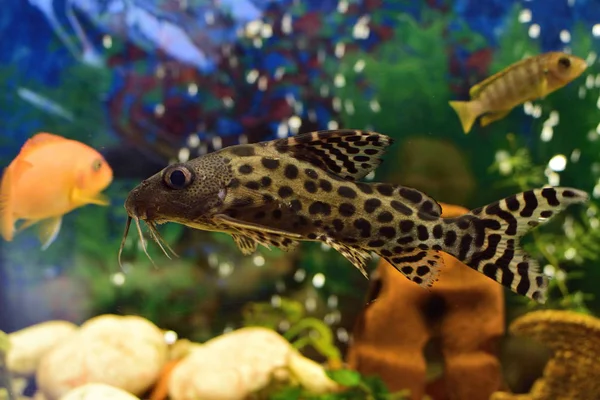 Yayın balığı-döner (Synodontis nigriventris) akvaryum balık portresi