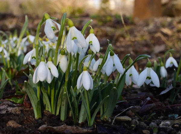 White Snowdrops Sunlight Shadow Selective Focus Spring Coming — Stock Photo, Image