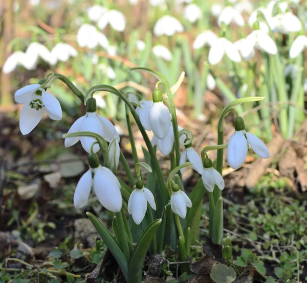 stock image white snowdrops. sunlight and shadow. selective focus. spring is coming.