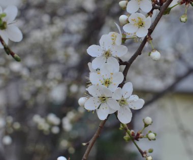 Yakın çekim ilk yumuşak beyaz çiçek çiçeklenme kiraz Şubesi. Seçici odak. Bahar kavramı.