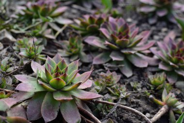 Sempervivum brom. Ortak olağanüstüsarı bahar toprakta. Büyük sağlıklı bitki bitkisel ilaçlar için. Saksıyı ve açık alanda büyüyen alp slayt yaprak dökmeyen, frost dayanıklı çok yıllık bitki. 