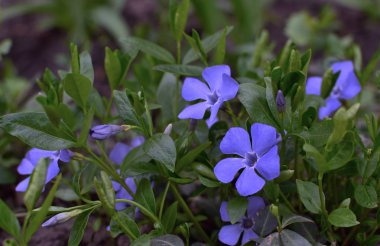 Ortak deniz salyangozu bitki (Vinca küçük). Cezayir menekşesi, küçük ve narin çiçekler closeup.