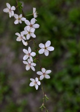 Çiçek açması küçük, basit ve narin çiçekler close-up yabani Erik dalı