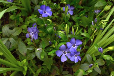 Ortak deniz salyangozu bitki (Vinca küçük). Closeup salyangozu güneşli bahar günü içinde küçük, hassas ve parlak çiçek.