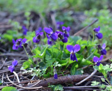 Tatlı mor (Viola odorata) kapatın. Bahar kavramı.