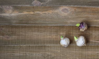 sümbül ampul (Hyacinthus) kahverengi rustik ahşap masa üzerinde. üst görünüm. metin için alan. Bahçe.