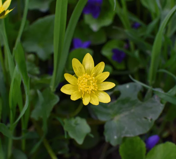 Closeup Lesser Celandine Ficaria Verna Primeira Primavera Flor Amarela — Fotografia de Stock