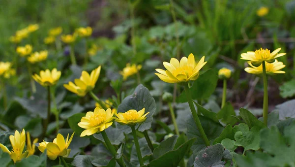 Menor Celandine Ficaria Verna Primeira Primavera Flores Amarelas — Fotografia de Stock