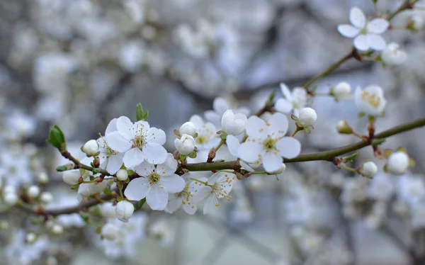 Detail Pobočky První Jemné Bílé Květy Kvetoucí Třešní Selektivní Fokus — Stock fotografie