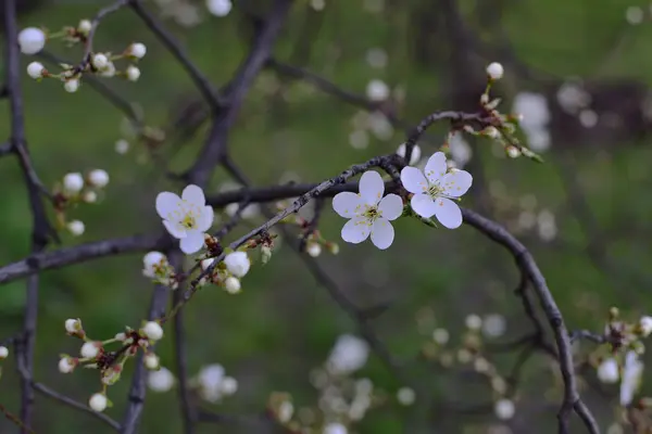 Close First Gentle White Flowers Blooming Cherry Branch Selective Focus — Stock Photo, Image