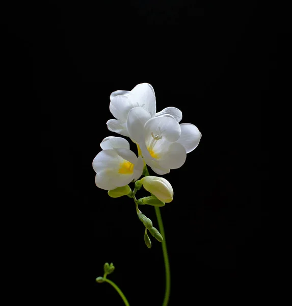Siyah bir zemin üzerine beyaz çiçekli bir tek frezya şube Close-up