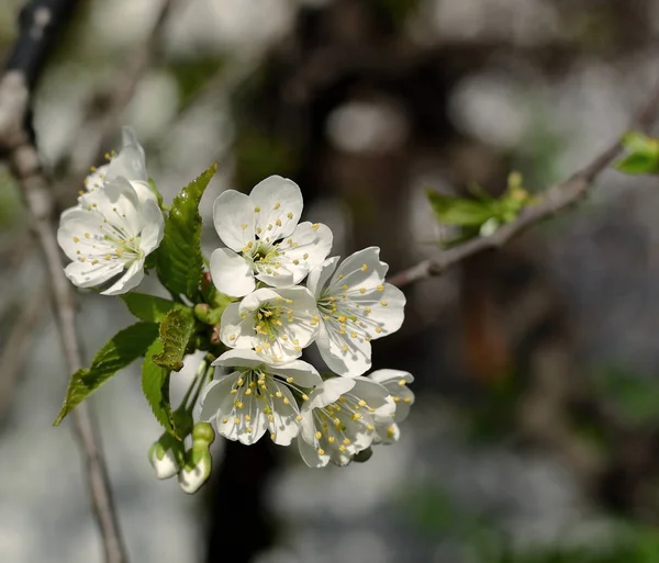 Flowering Cherry Branch Close Fresh Tender White Flowers Spring Background — Stock Photo, Image