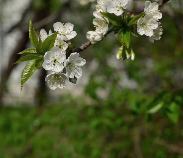 Flowering Cherry Branch Close Fresh Tender White Flowers Spring Background — Stock Photo, Image