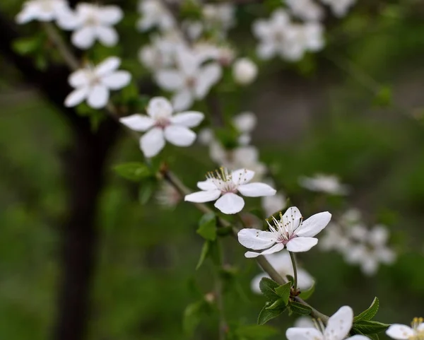 Blossoming Branch Wild Plum Close Small Simple Delicate Flowers — Stock Photo, Image