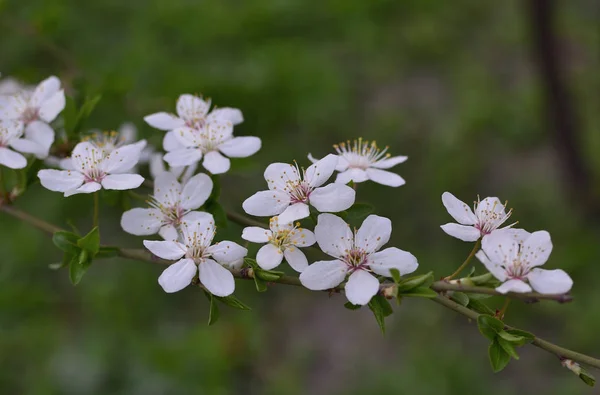 Kwitnąca Gałąź Dzikie Śliwki Zbliżenie Małe Proste Delikatne Kwiaty — Zdjęcie stockowe