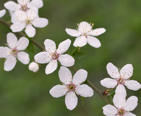 Blossoming Branch Wild Plum Close Small Simple Delicate Flowers — Stock Photo, Image