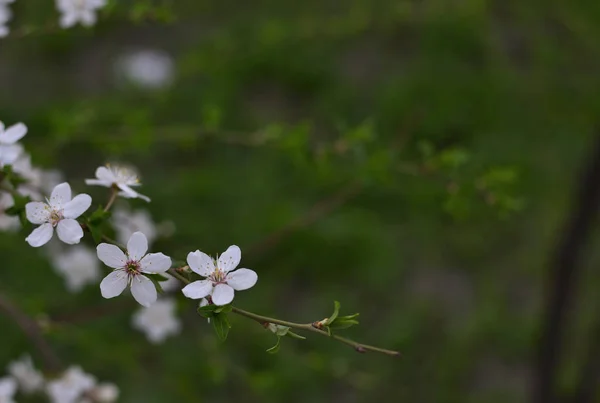 Ramo Fiorito Prugna Selvatica Primo Piano Piccoli Fiori Semplici Delicati — Foto Stock