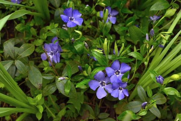 Ortak Deniz Salyangozu Bitki Vinca Küçük Closeup Salyangozu Güneşli Bahar — Stok fotoğraf