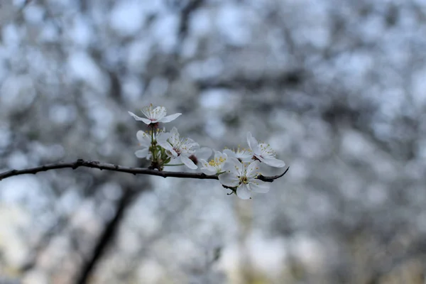 Close First Gentle White Flowers Blooming Cherry Branch Selective Focus — Stock Photo, Image
