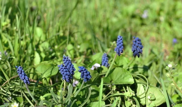 Muscari Armeniacum Oder Traubenhyazinthe Frühlingsgarten — Stockfoto