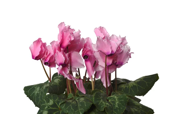 Красивые Крытые Цветочные Цикламены Cyclamen Purpurascens Цветут Большими Розовыми Яркими — стоковое фото